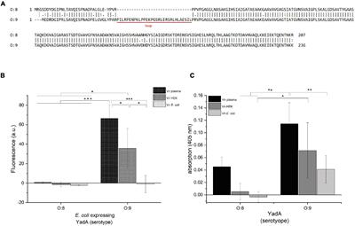 The Trimeric Autotransporter Adhesin YadA of Yersinia enterocolitica Serotype O:9 Binds Glycan Moieties